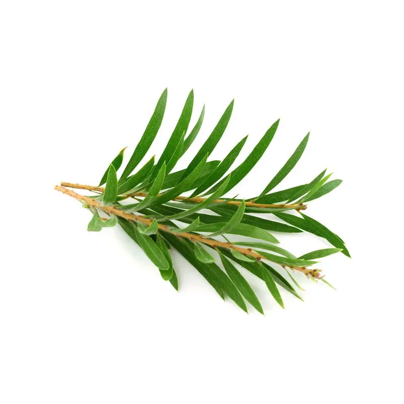 wirkstoff-teebaum.webp