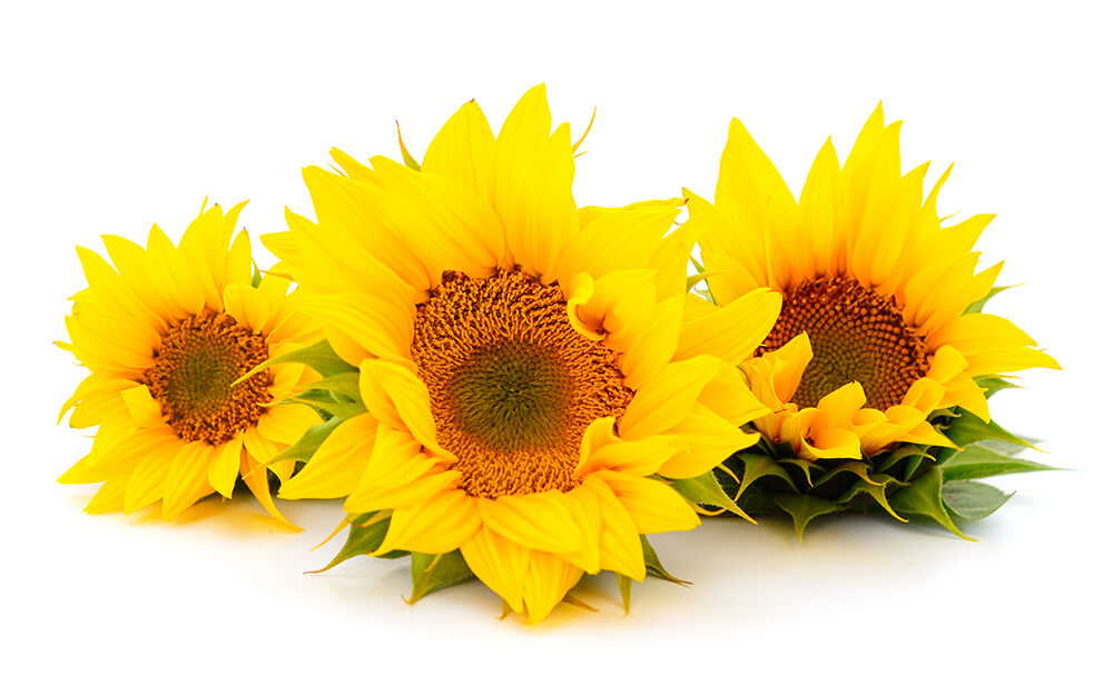 Sonnenblumenöl ist reich an hochungesättigten Fettsäuren und hat pflegende Eigenschaften