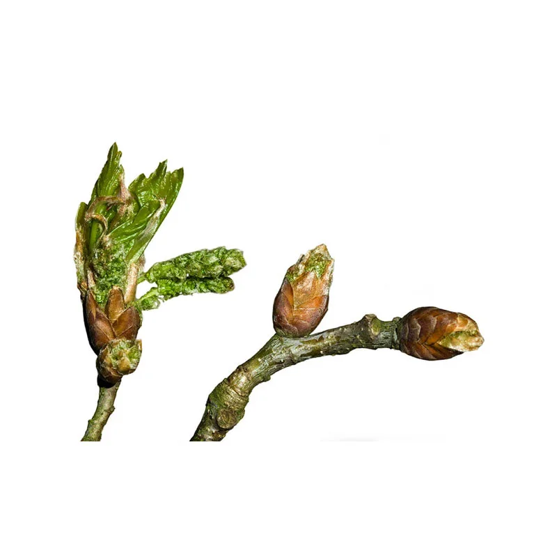 wirkstoff-buchenknospen.webp