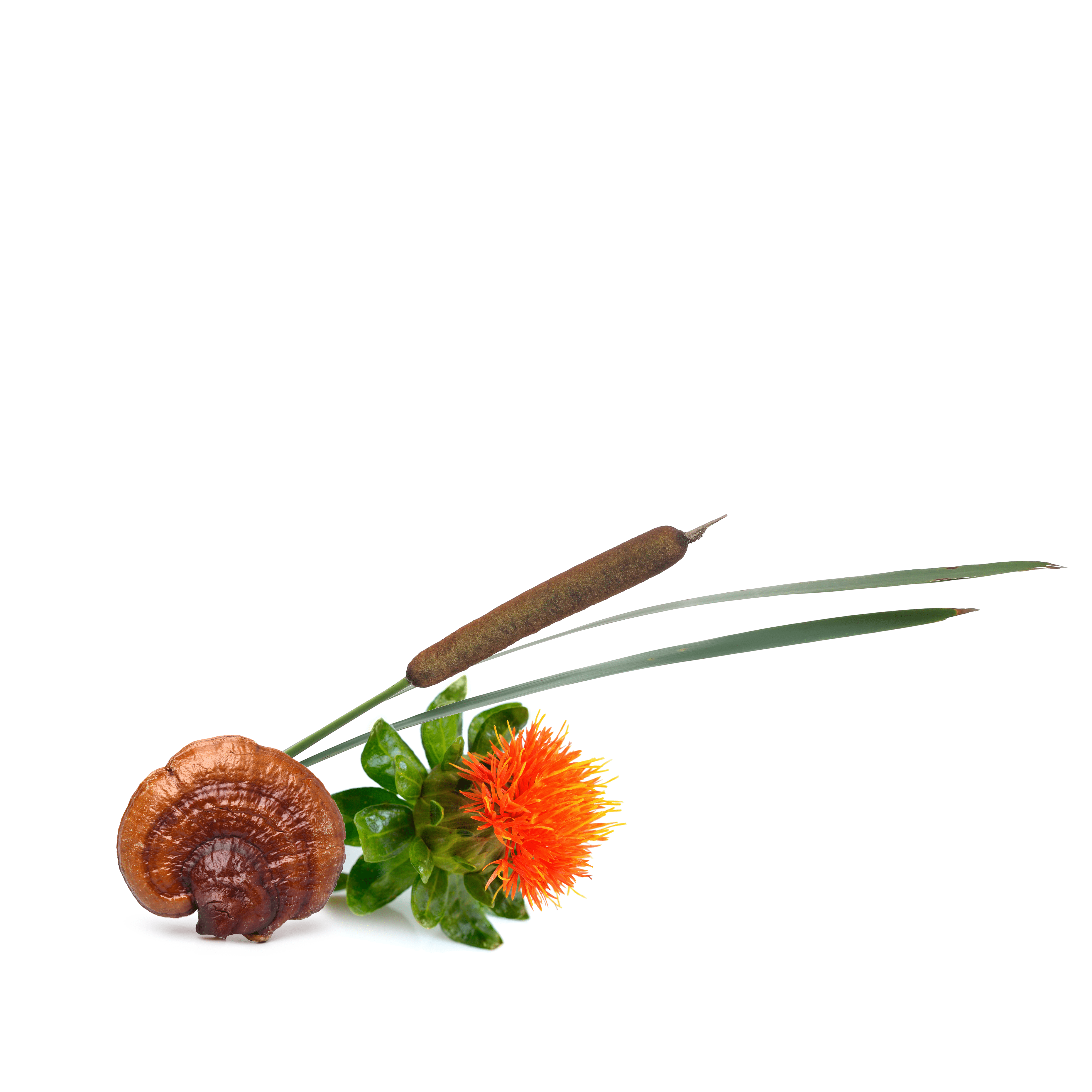 Der Pflegekomplex aus dem Fu Ling Pilz, Schilfrohr & Vitamin F mildert Hautrötungen & Juckreiz, wirkt entzündungshemmend, anti-allergisch & beruhigend, sorgt für einen intensiven Repair-Effekt, spendet Feuchtigkeit, glättet die Haut und stärkt die Hautba