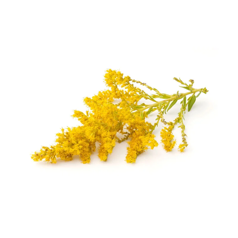 wirkstoff-heublumen.webp