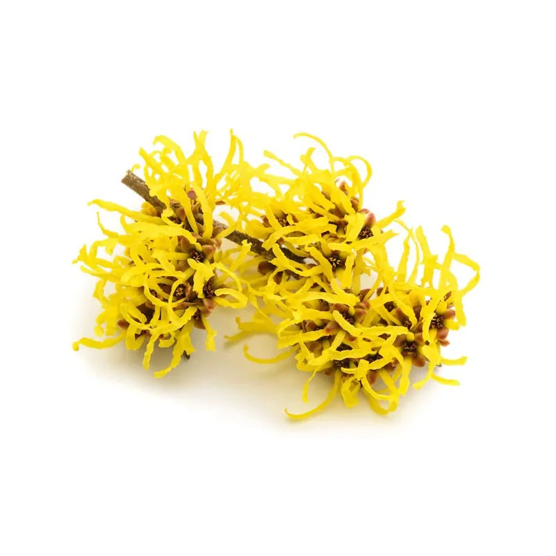 wirkstoff-hamamelis.webp
