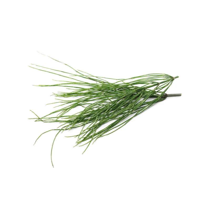 wirkstoff-zinnkraut.webp