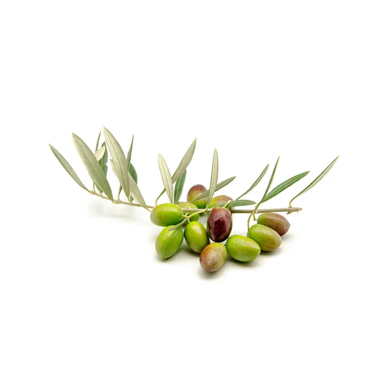 mehrere Oliven mit Zweig