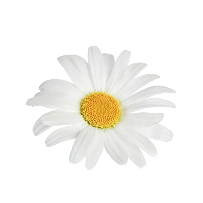 wirkstoff-gaensebluemchen.webp