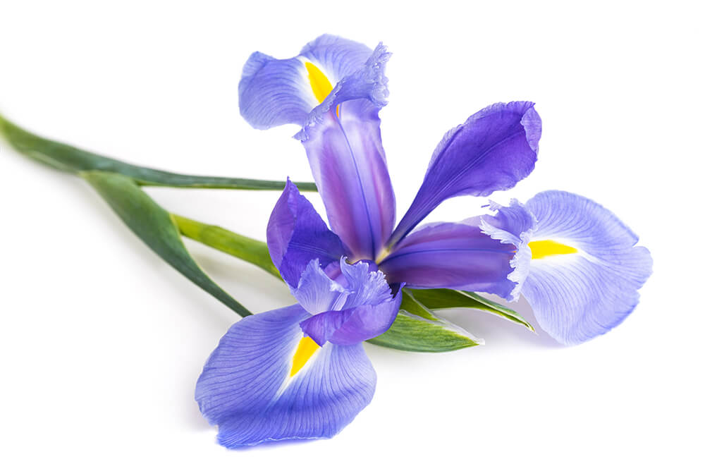 Iris-Extrakt spendet intensiv Feuchtigkeit