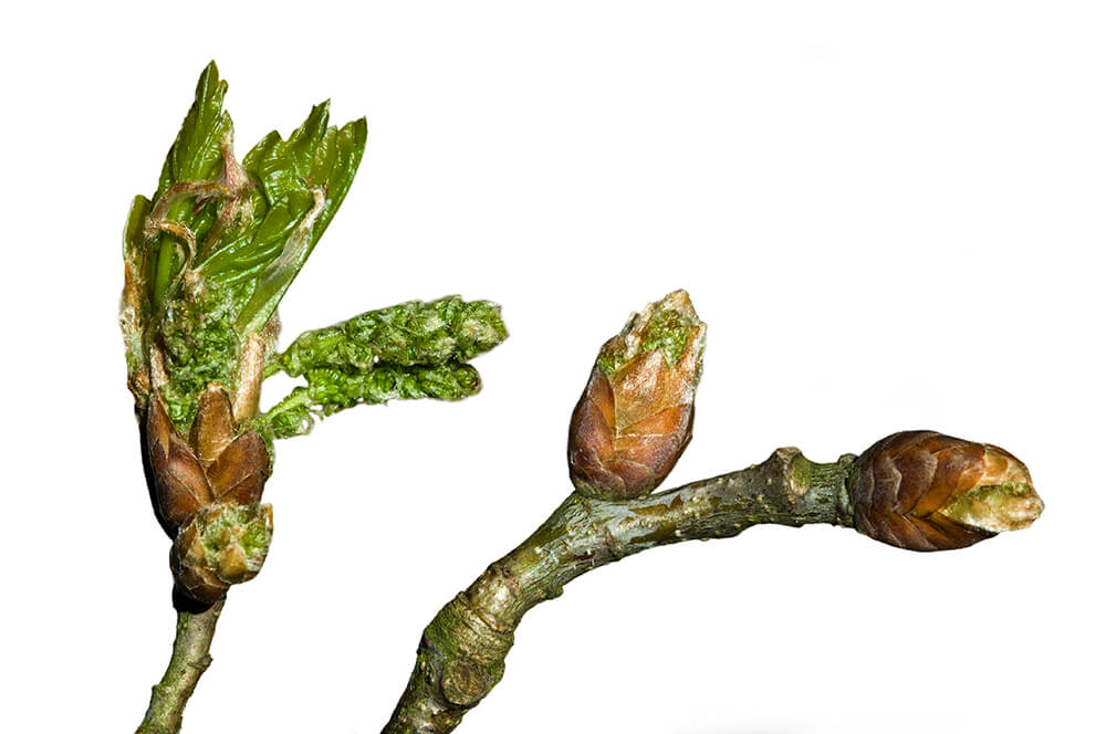 Buchenknospen-Extrakt strafft, vitalisiert und regeneriert Buchenknospen-Extrakt strafft, vitalisiert und regeneriert