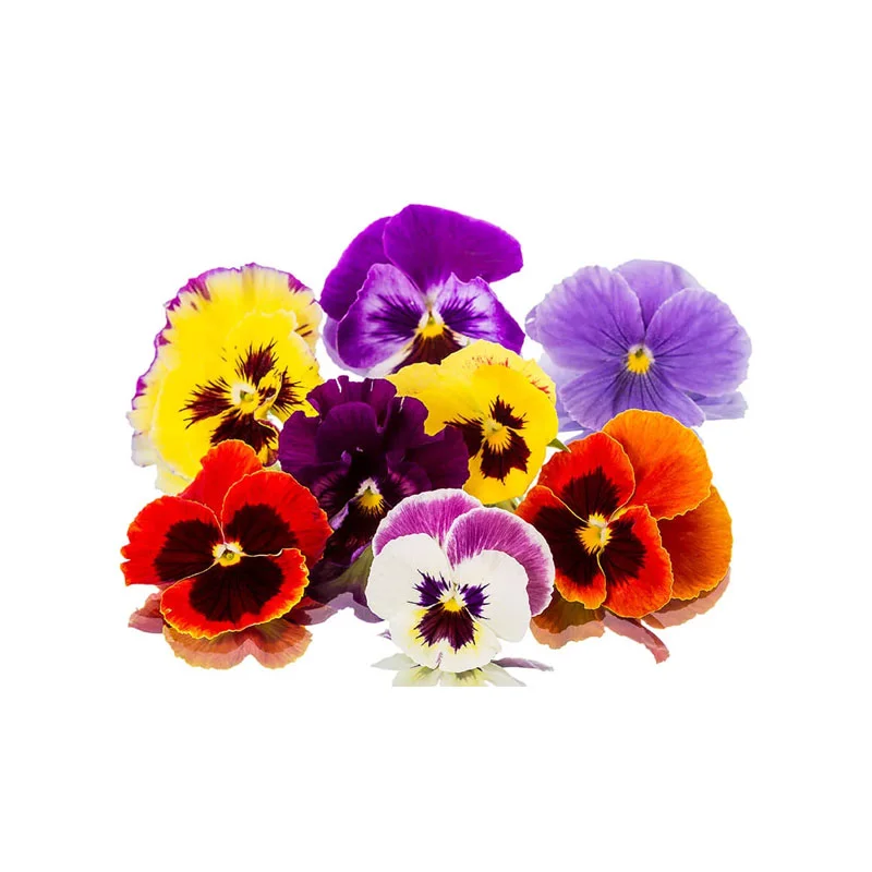 Stiefmütterchen-Blüten in verschiedenen Farben