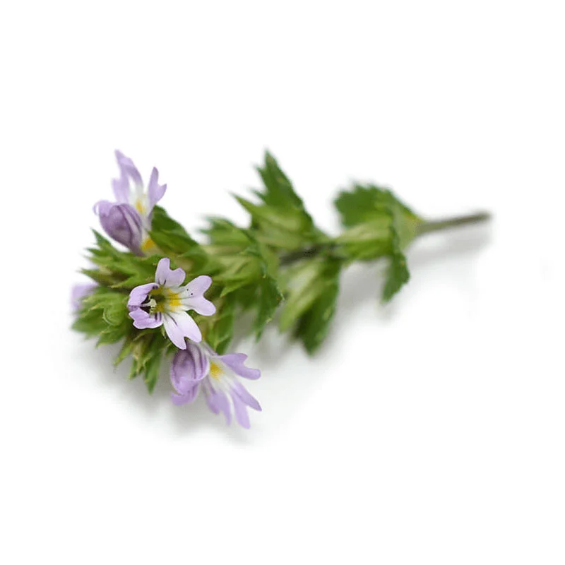 wirkstoff-augentrost.webp