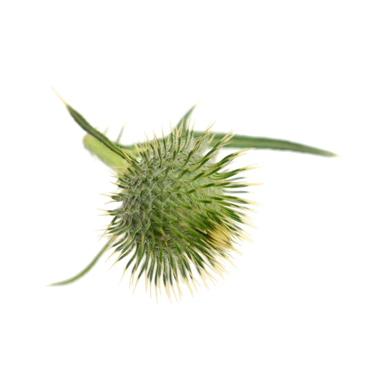 wirkstoff-distel-saflor.webp