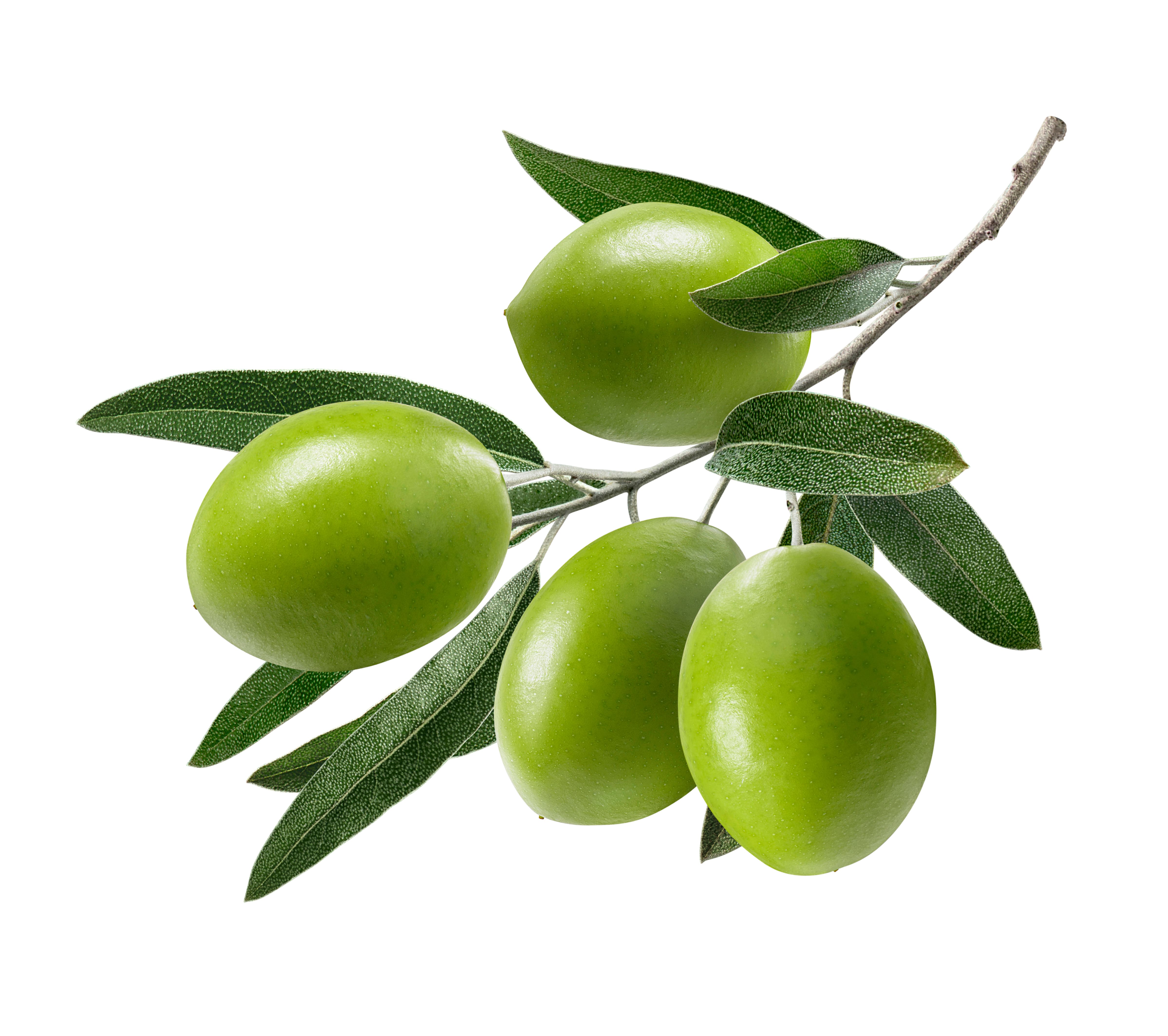 Der Wirkstoffkomplex aus der Olive repariert die Barriereschicht der Haut, spendet Feuchtigkeit und optimiert die Oberflächenstruktur Der Wirkstoffkomplex aus der Olive repariert die Barriereschicht der Haut, spendet Feuchtigkeit und optimiert die Oberflächenstruktur