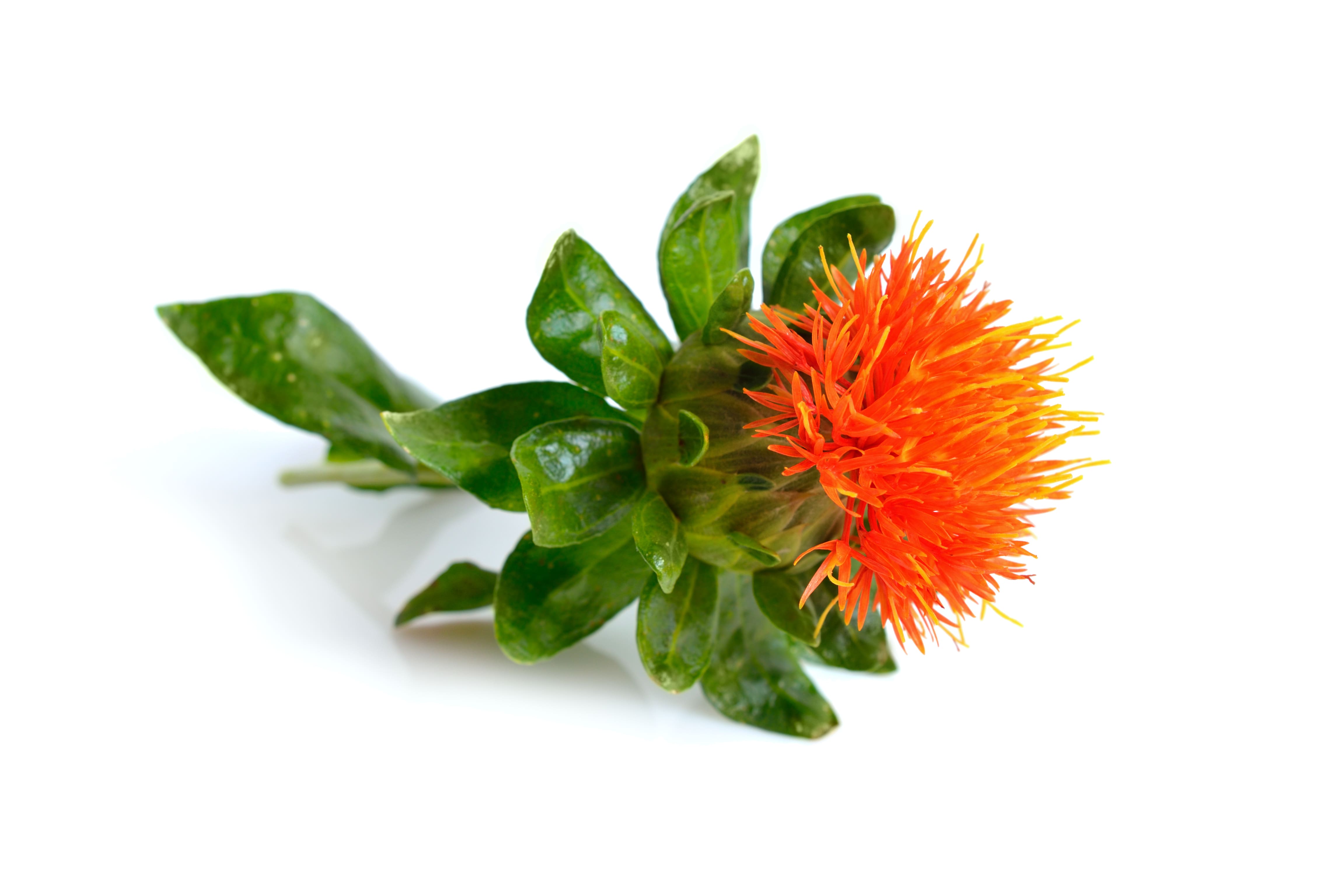 Vitamin F - essentielle Fettsäuren aus der Färberdistel in natürlicher, biologisch aktiver Form - reguliert die Verhornung der Poren, glättet die Haut und repariert die Lipid-Barriere Vitamin F - essentielle Fettsäuren aus der Färberdistel in natürlicher, biologisch aktiver Form - reguliert die Verhornung der Poren, glättet die Haut und repariert die Lipid-Barriere