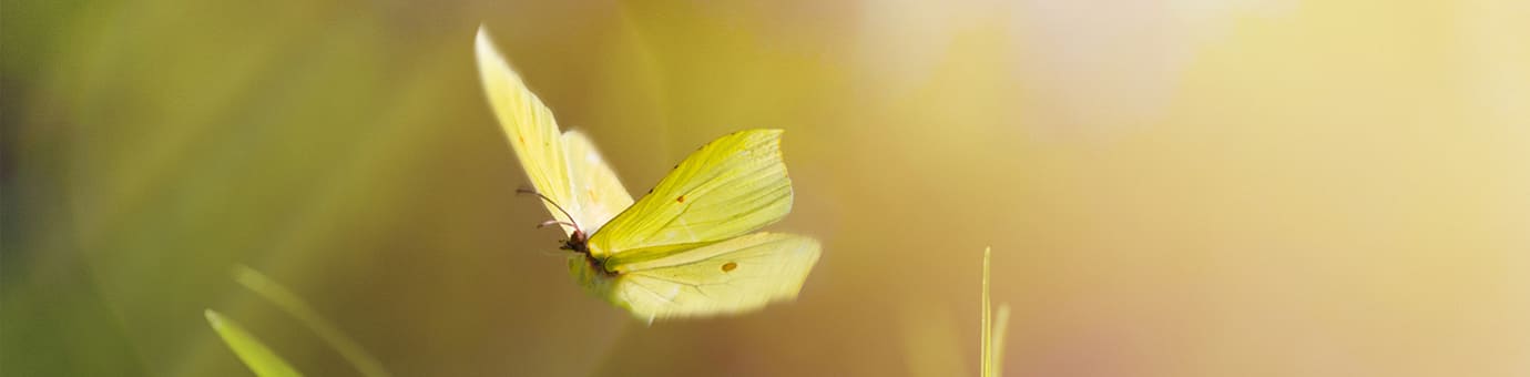 Nahaufnahme gelber Schmetterling
