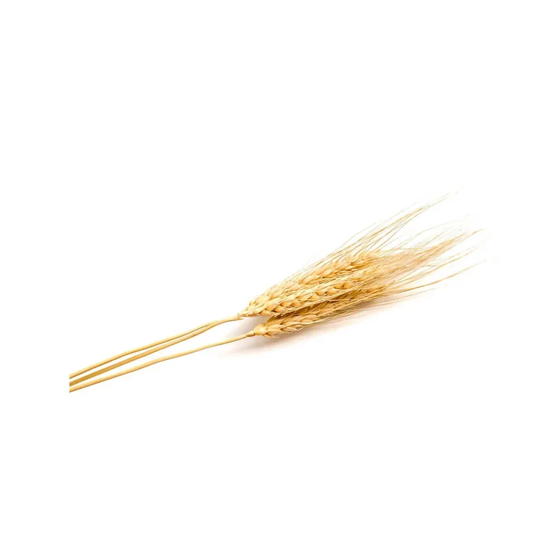 wirkstoff-gerste.webp