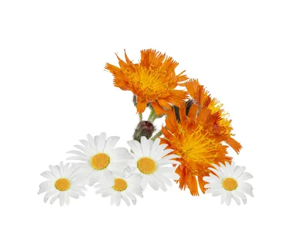 ARYA LAYA PhytoXcellent Gänseblümchen und Habichtskraut Gänseblümchen- und Habichtskrautblüten