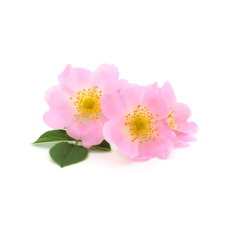 wirkstoff-wildrose.webp