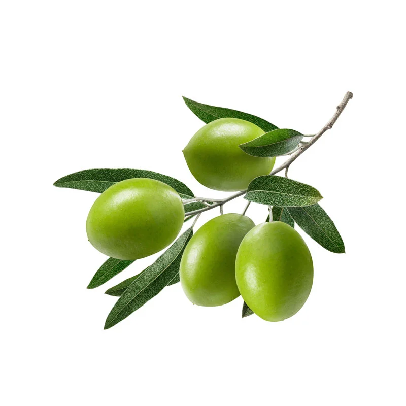 Zweig mit Oliven
