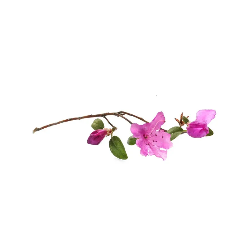 Alpenrosen-Blüte