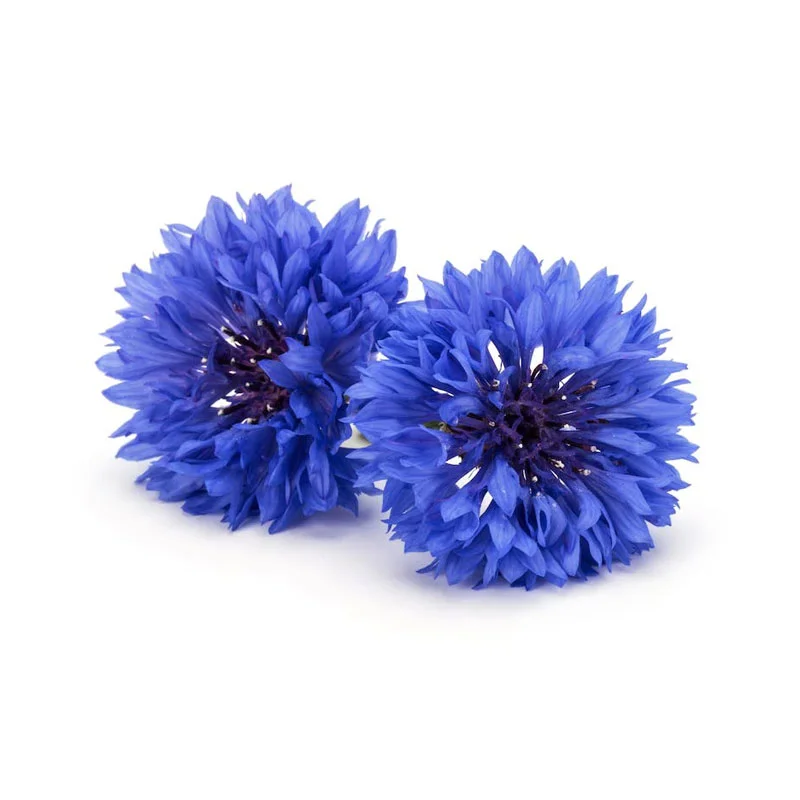 wirkstoff-kornblume.webp