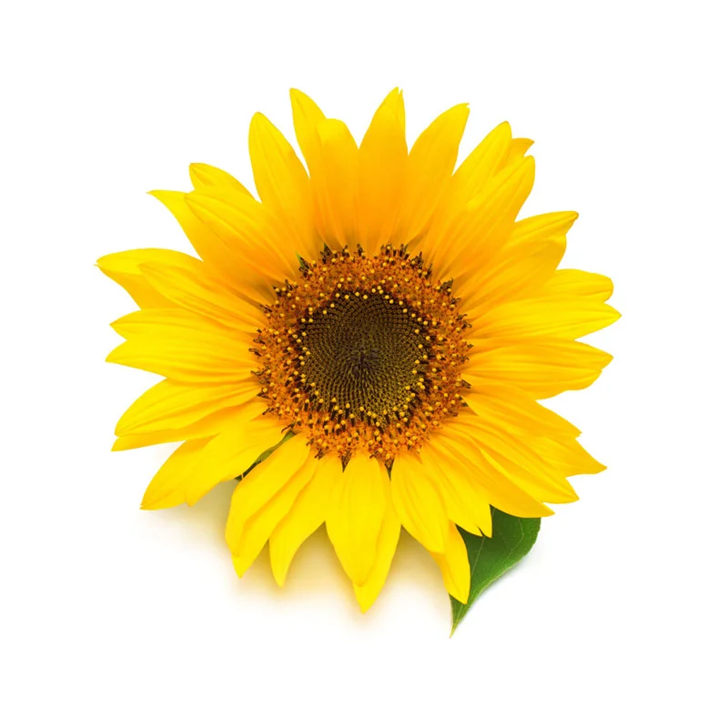 Sonnenblumen-Blüte
