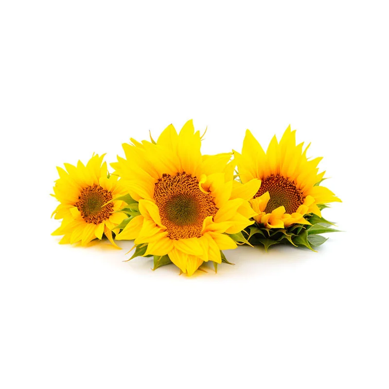 wirkstoff-sonnenblumen.webp