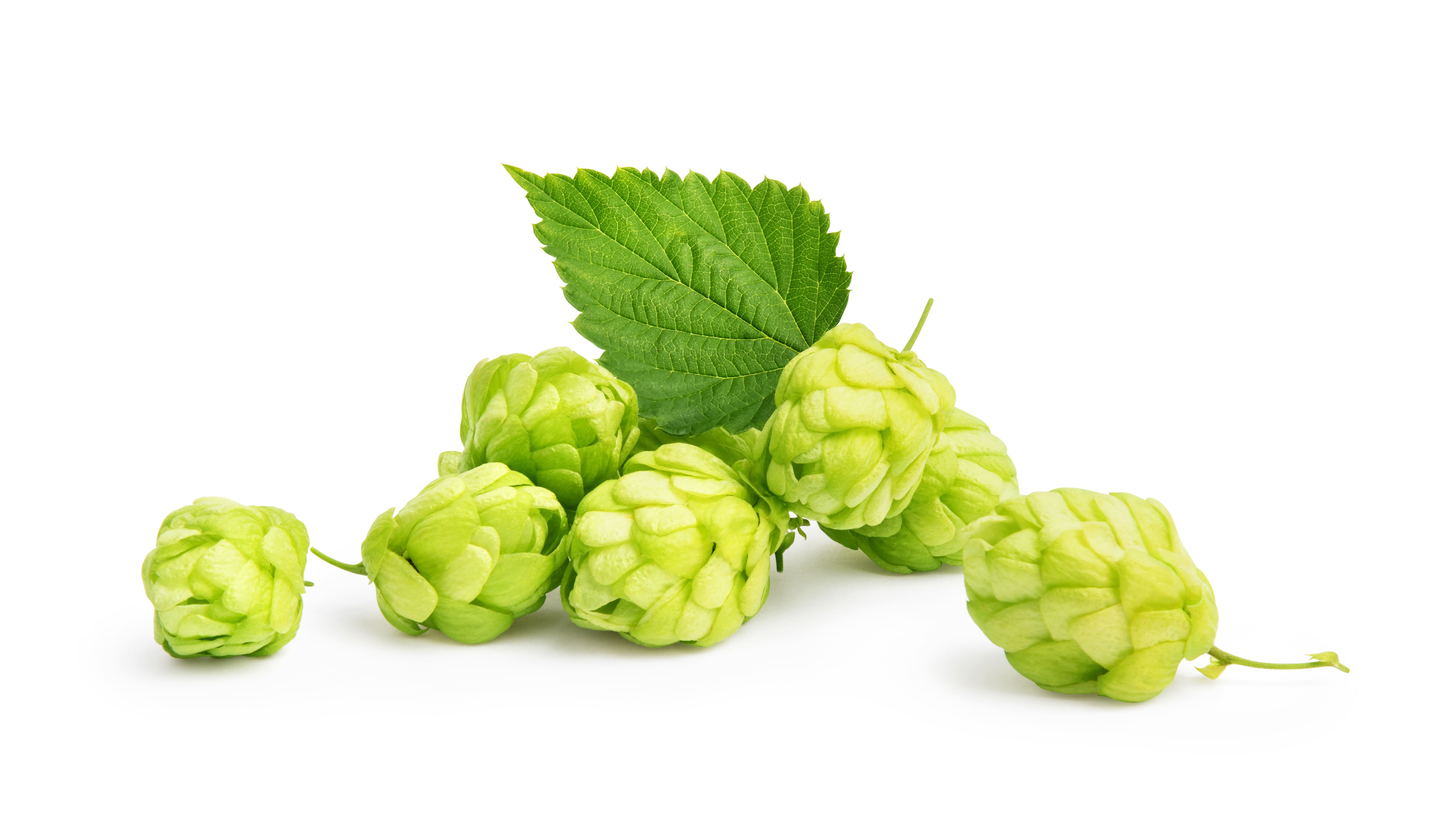Hopfen-Extrakt beruhigt die Haut und die enthaltenen Polyphenole wirken antioxidativ Hopfen-Extrakt beruhigt die Haut und die enthaltenen Polyphenole wirken antioxidativ