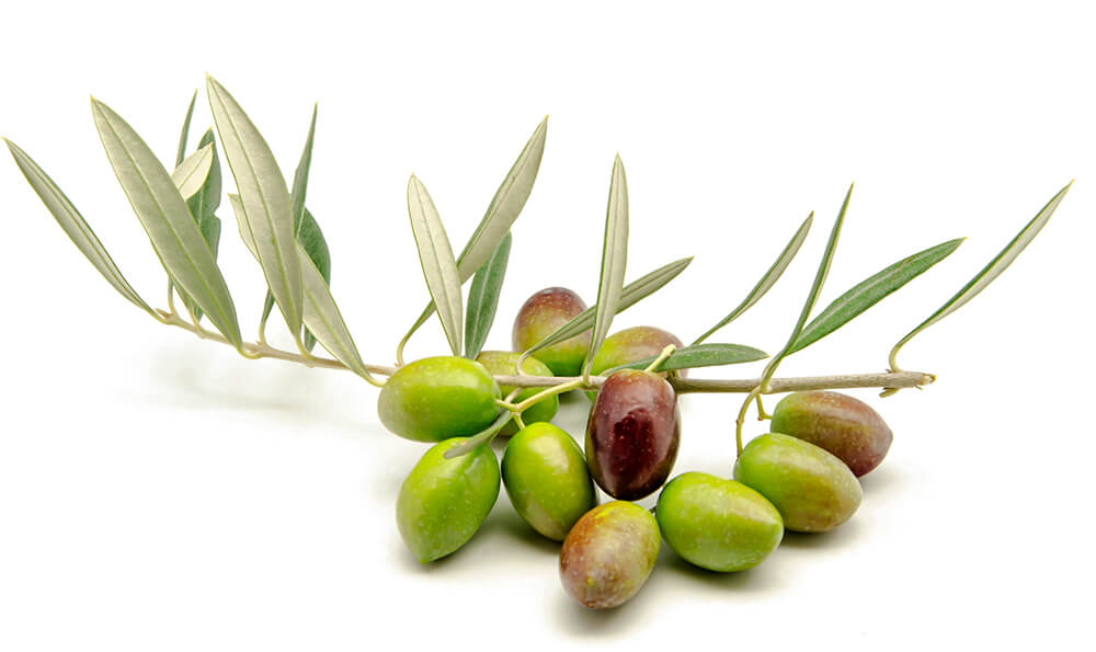 Natives Olivenöl strafft, regeneriert und verjüngt