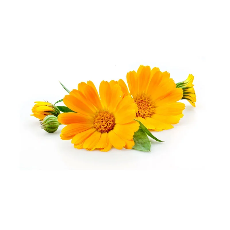 wirkstoff-calendula.webp