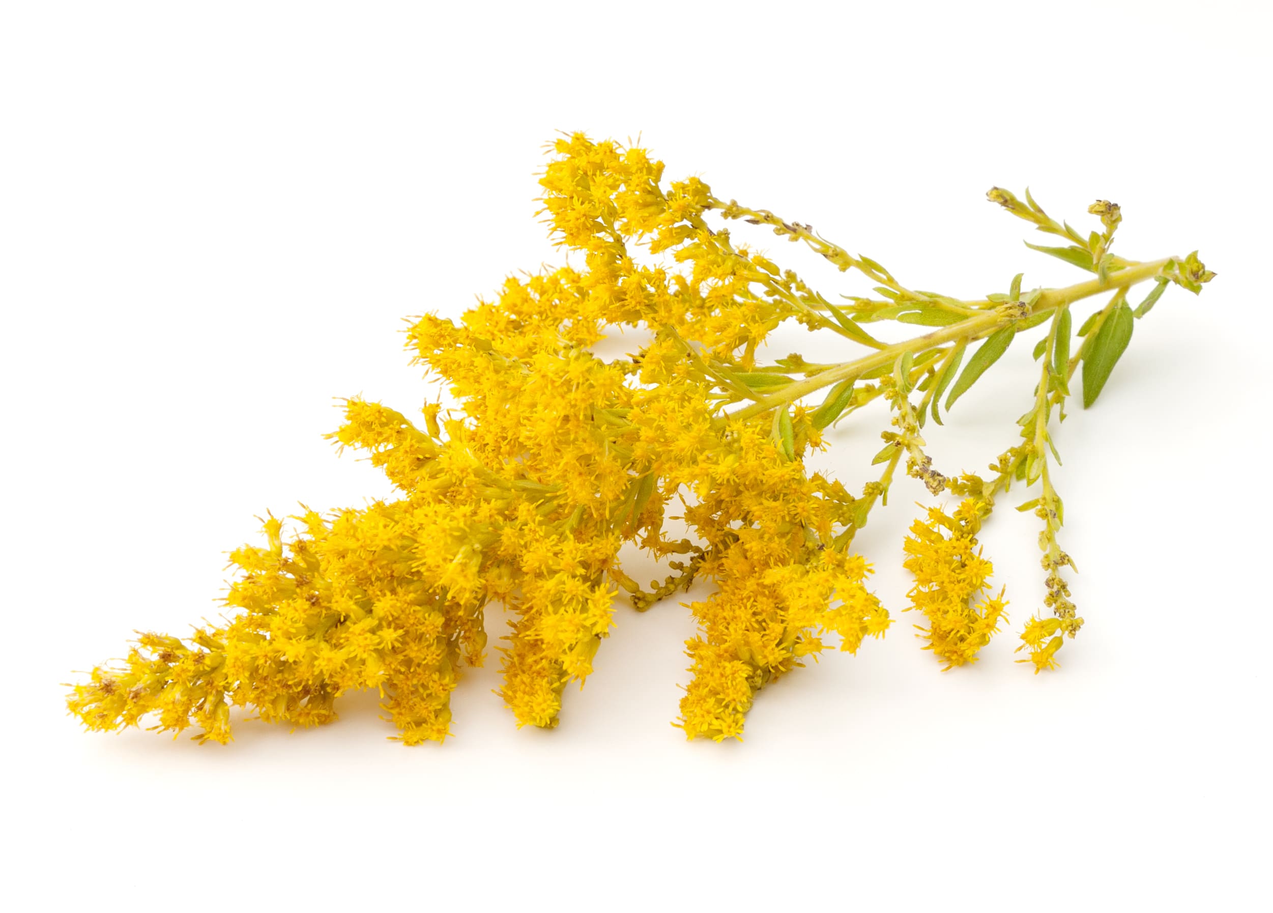 Heublumen-Extrakt ist wohltuend nach körperlicher bzw. muskulärer Anstrengung, stoffwechselanregend, mit Detox-Effekt Heublumen-Extrakt ist wohltuend nach körperlicher bzw. muskulärer Anstrengung, stoffwechselanregend, mit Detox-Effekt