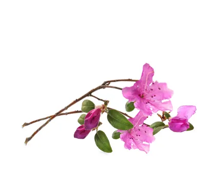 ARYA LAYA PhytoXcellent Alpenrose Alpenrose