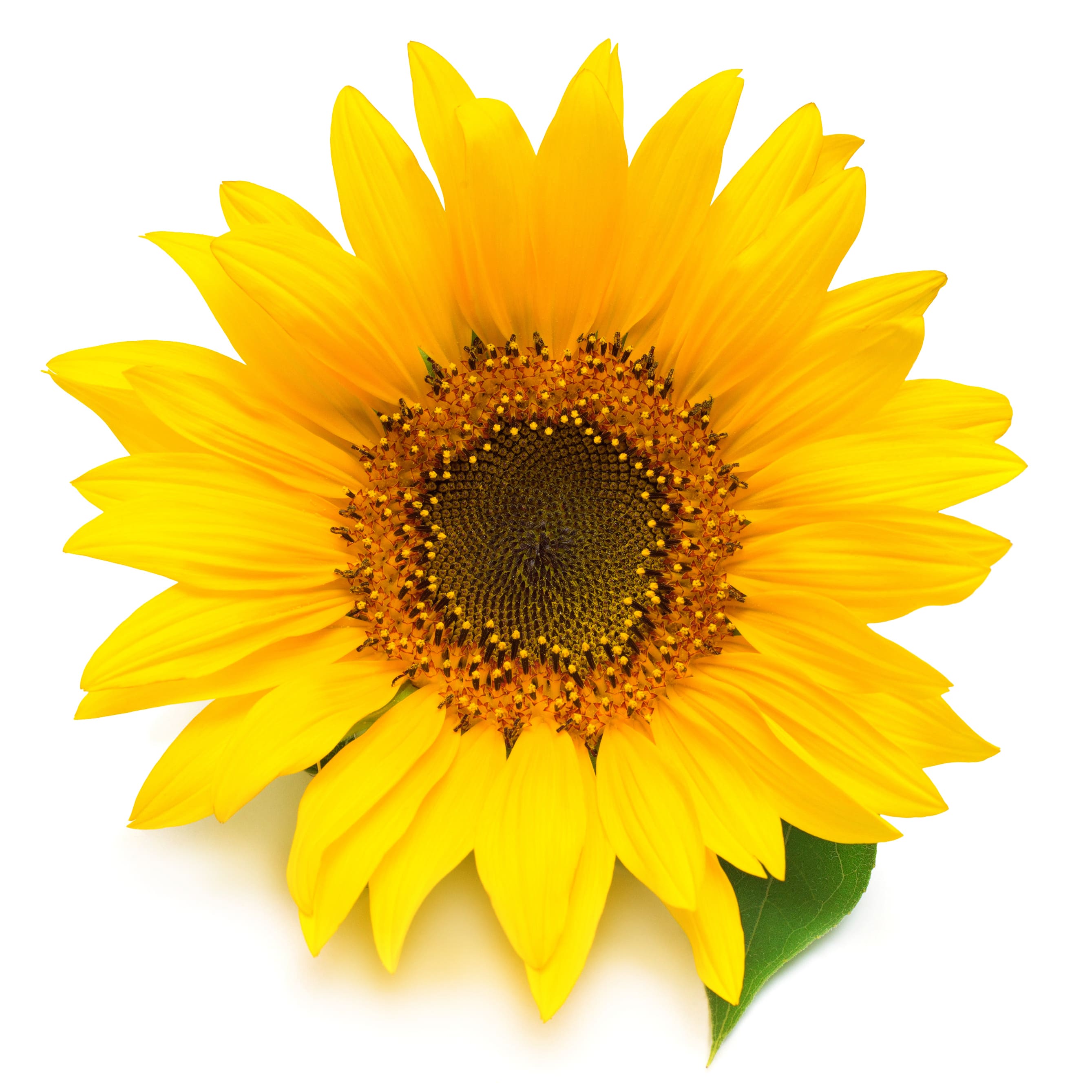 Sonnenblumenölkonzentrat regeneriert und stabilisiert die Hautbarriere
