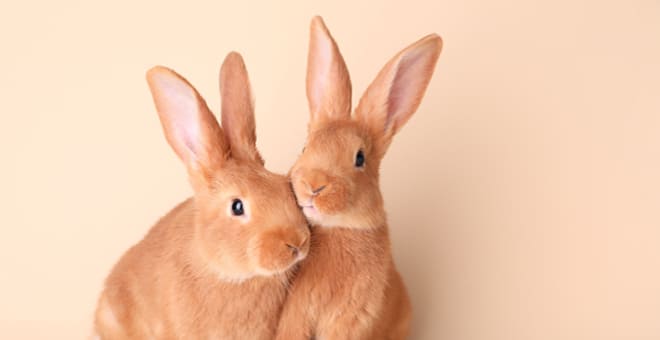 Zwei süße, fröhliche Kaninchen