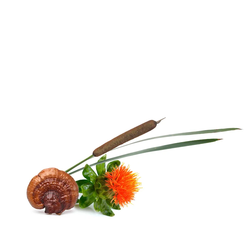 Arangement mit Fu Ling Pilz, Schilfrohr und Färberdistelblüte