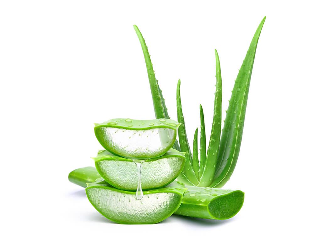 Aloe Vera Gel und Aloe Vera Saft spenden intensiv Feuchtigkeit, wirkten entzündungshemmend, heilend und beruhigend auf die Haut - auch eine hervorragende After Sun-Pflege Aloe Vera Gel und Aloe Vera Saft spenden intensiv Feuchtigkeit, wirkten entzündungshemmend, heilend und beruhigend auf die Haut - auch eine hervorragende After Sun-Pflege