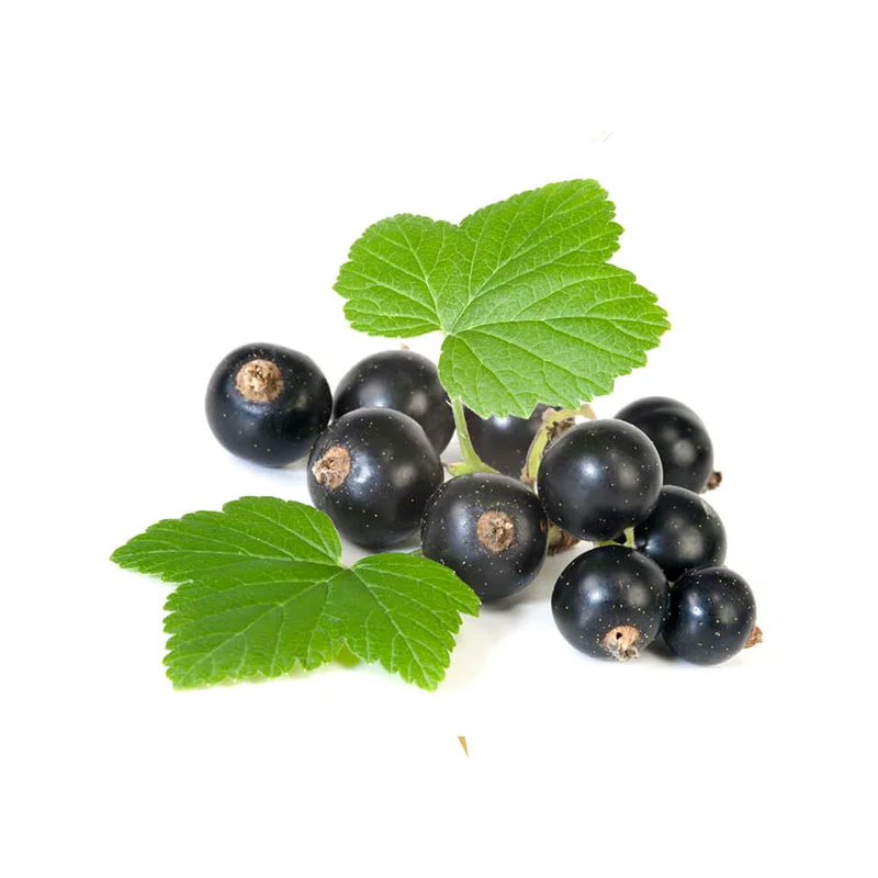 wirkstoff-johannisbeere.webp